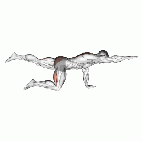 Total-Core-Isometric-Holds – Sixpack Facts