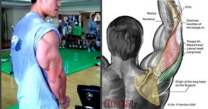 6 Tips to Build Your Triceps